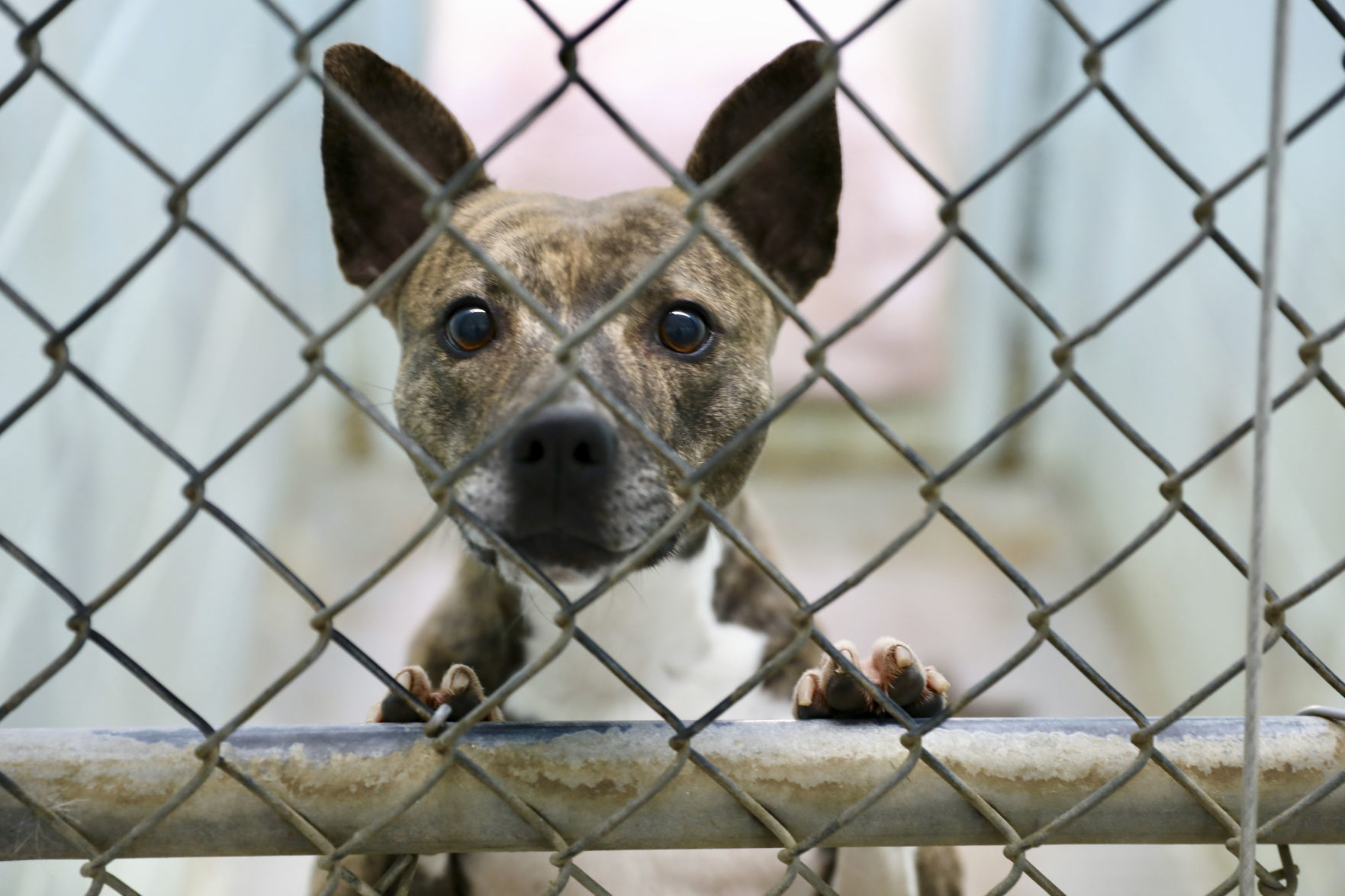 Orangeburg County Animal Shelter
